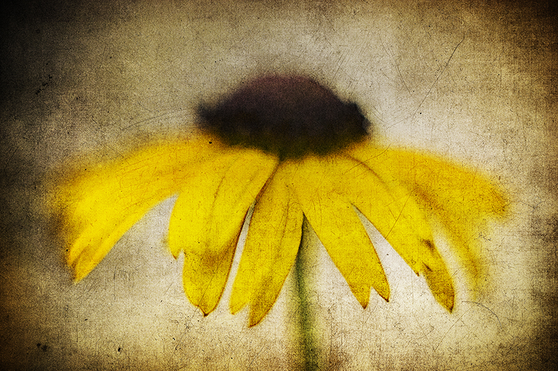 Black eyed susan