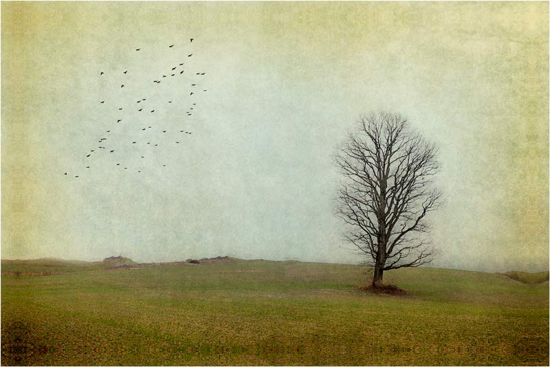 Lone tree