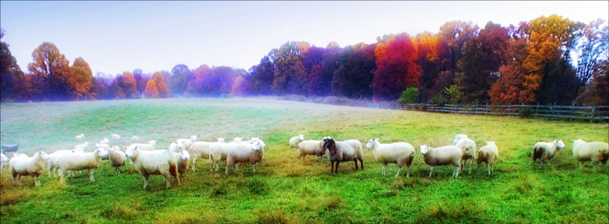 Hocosheep