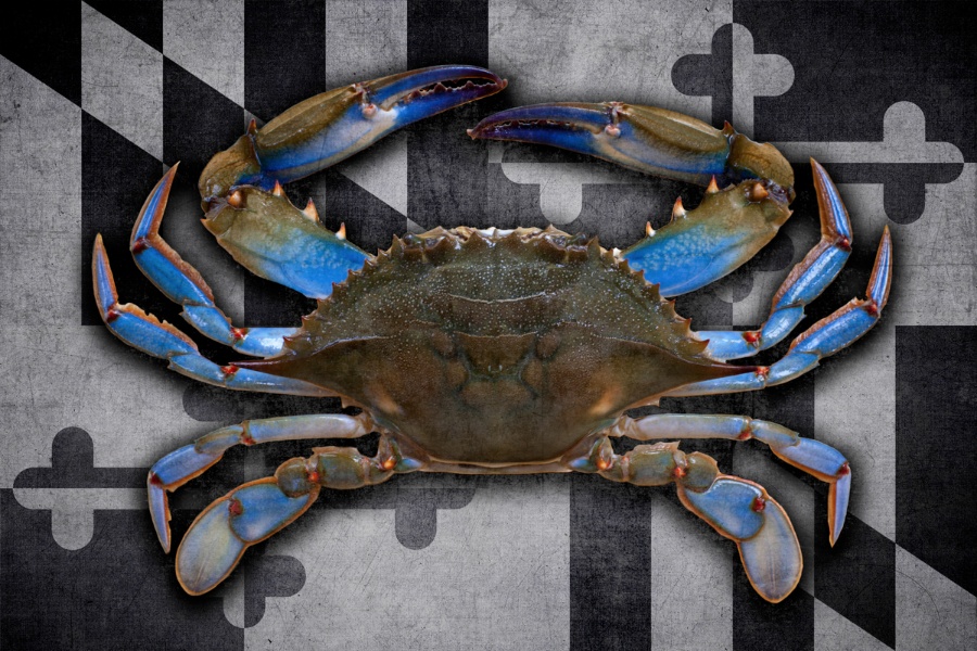 Black Crab Flag