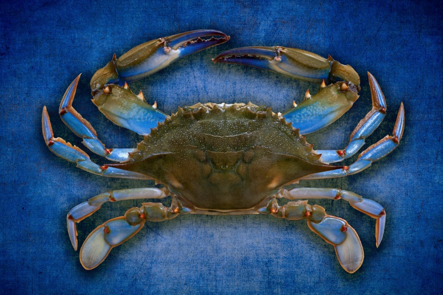 Blue Crab