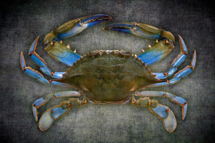 Crab black