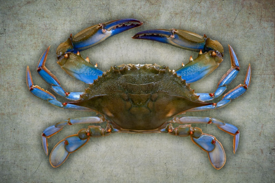 Gunmetalgrey crab