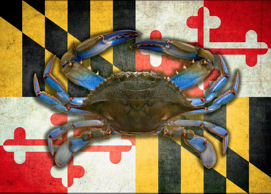 Maryland flag crab