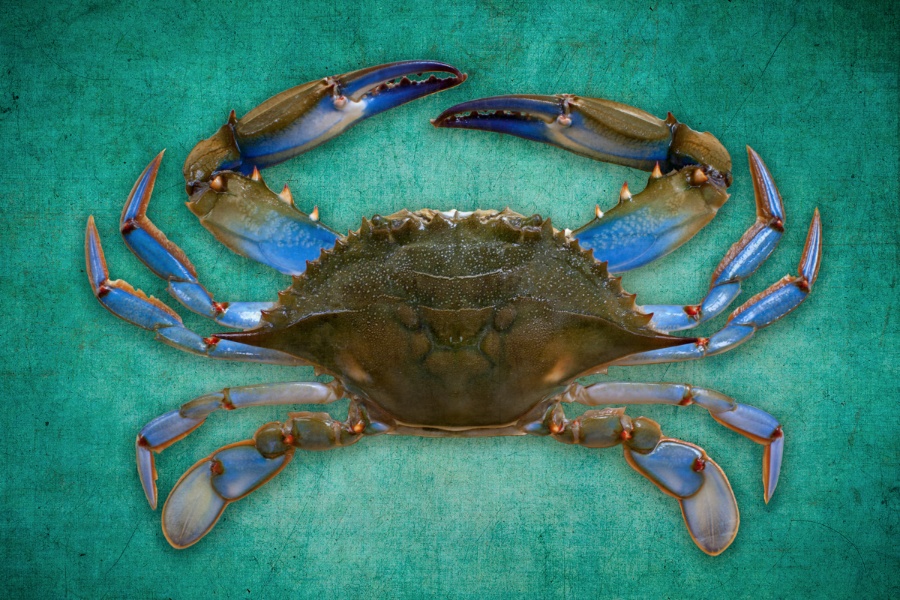 TealCrab