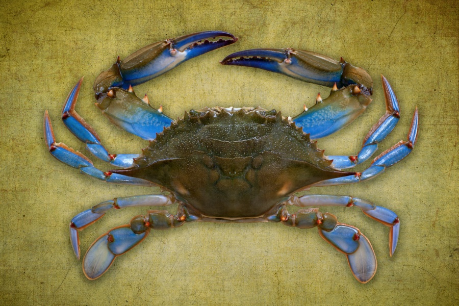 GoldCrab