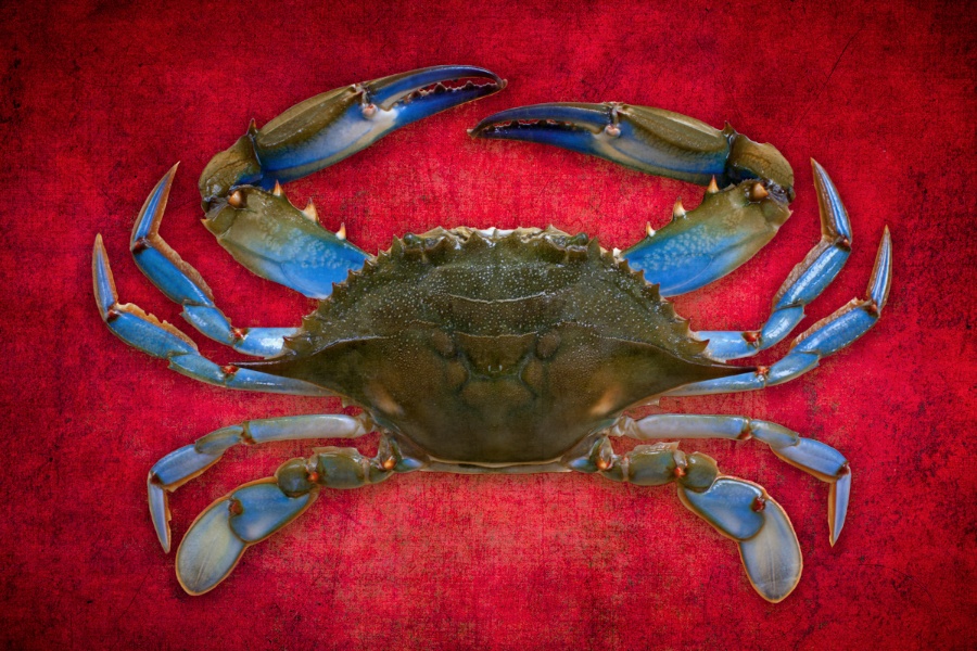 Red crab