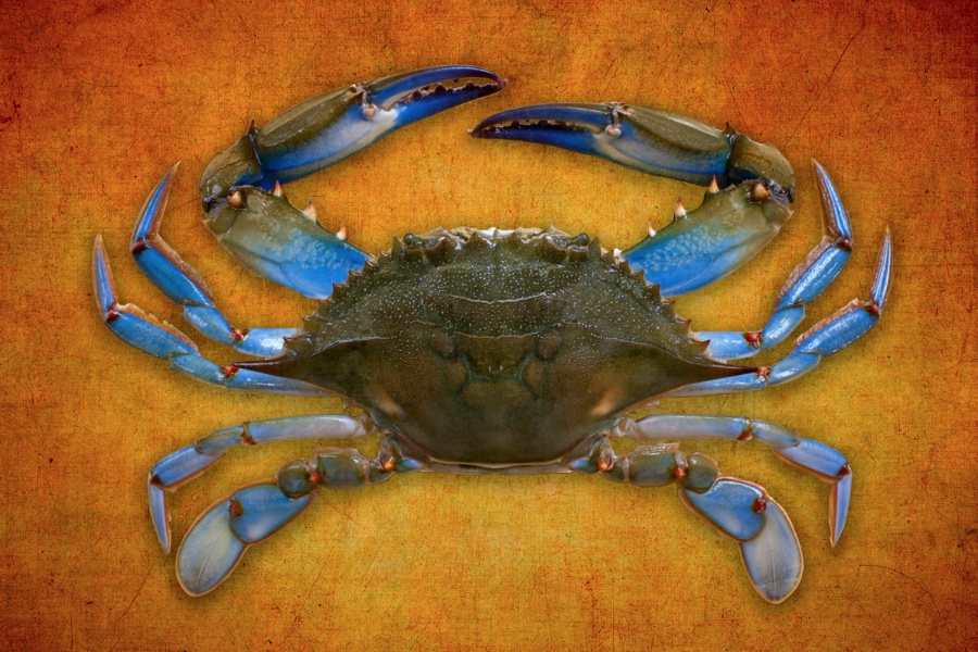 Red crab 3