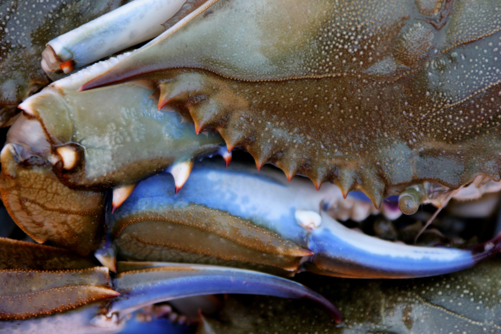 Wye crab