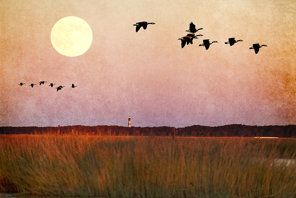 Chincoteague geese