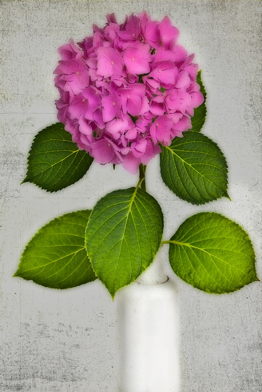 Hydrangea