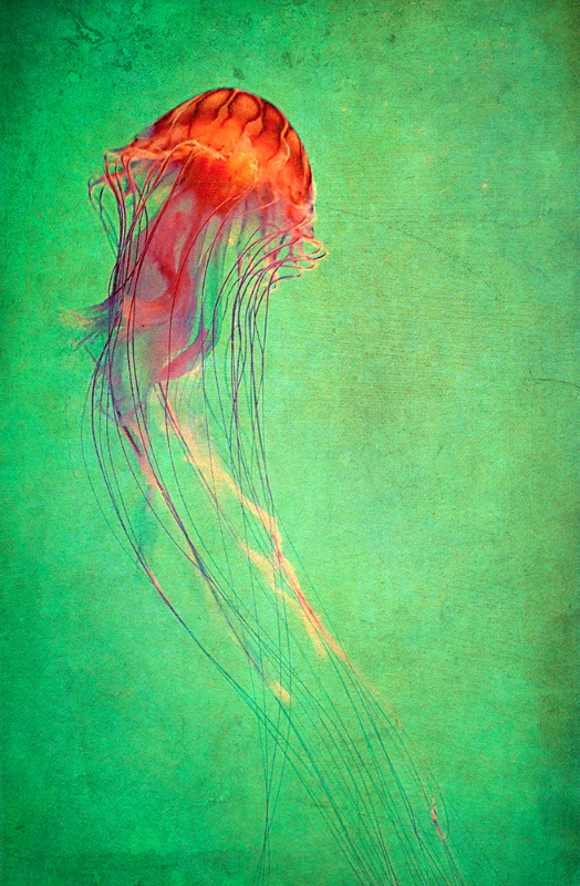 Jelly