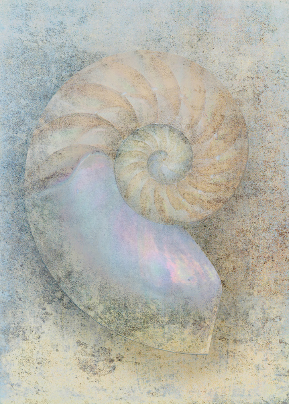 Nautilus