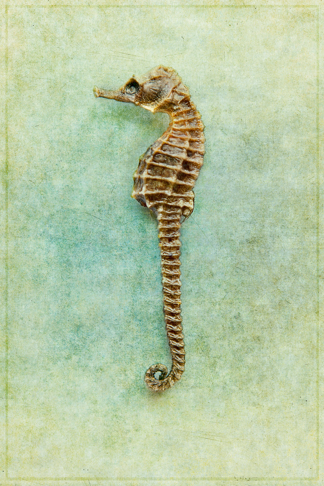 Seahorse
