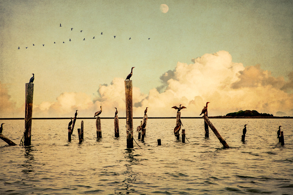 Smithislandcormorants