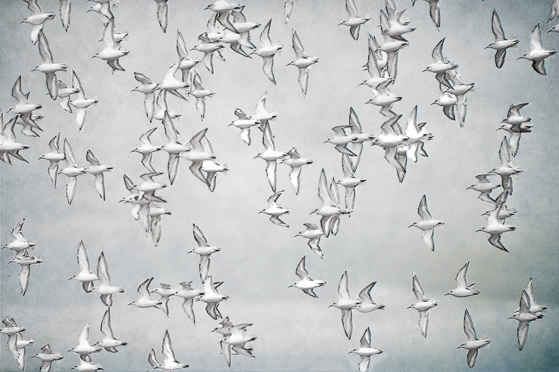 Sanderlings