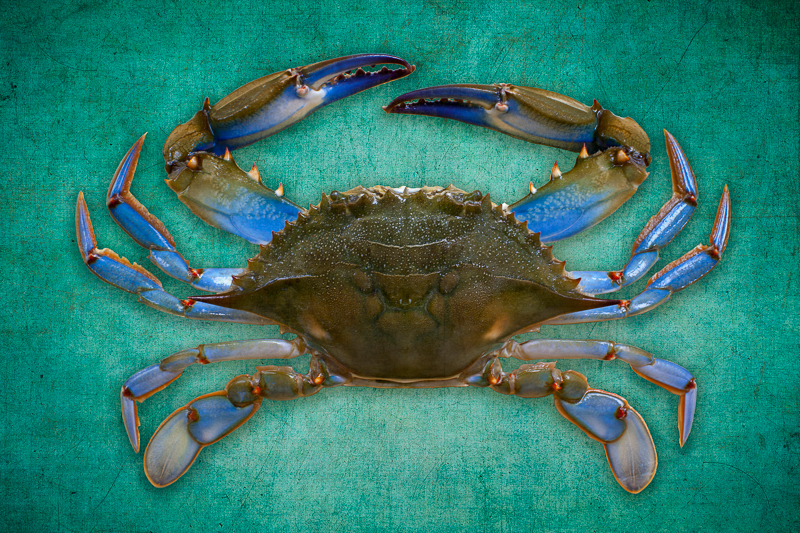 TealCrab
