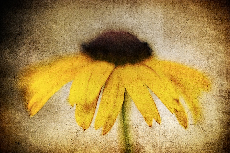 Blackeyedsusan