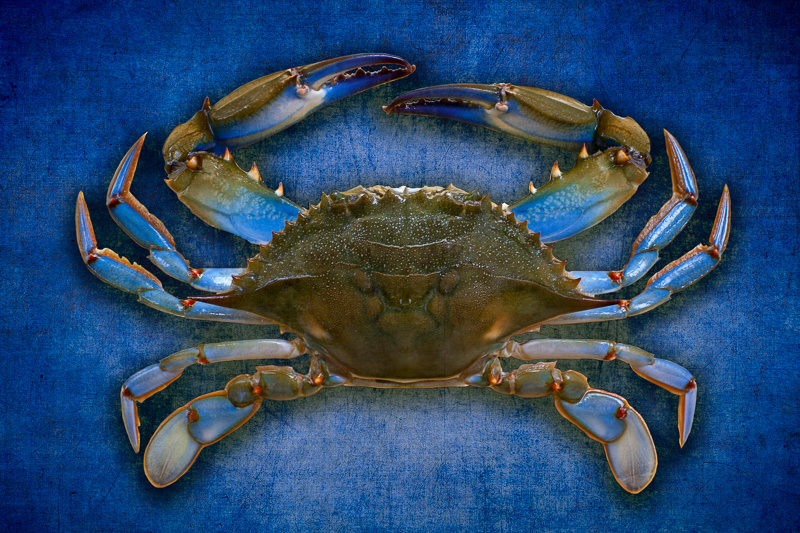 Blue crab 2