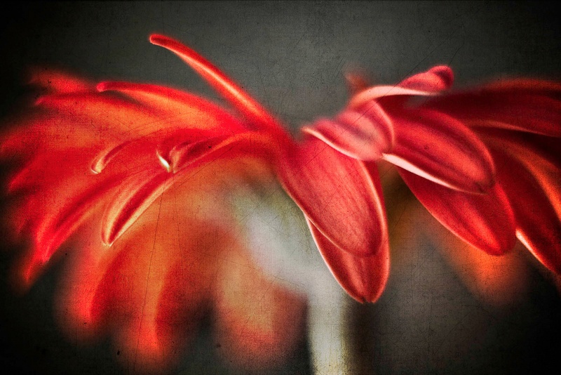 Gerbera