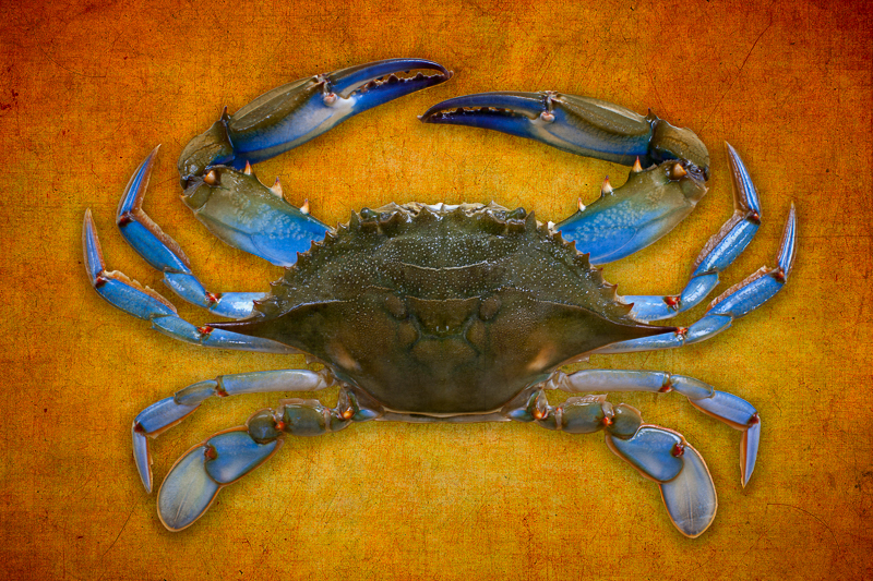 Orange crab