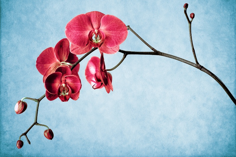 Orchid color