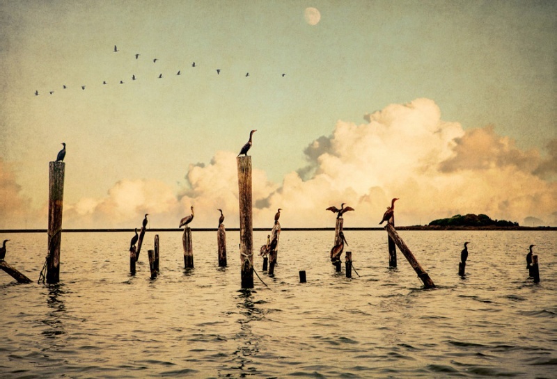 Smithislandcormorants