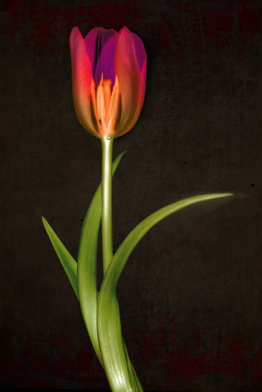 Tulip