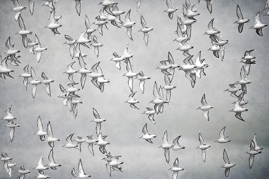 Sanderlings